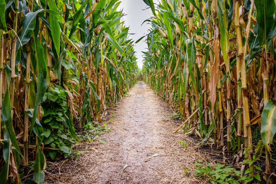  The World's Largest Corn Maze Is Opening Soon and Its Theme May Surprise You 