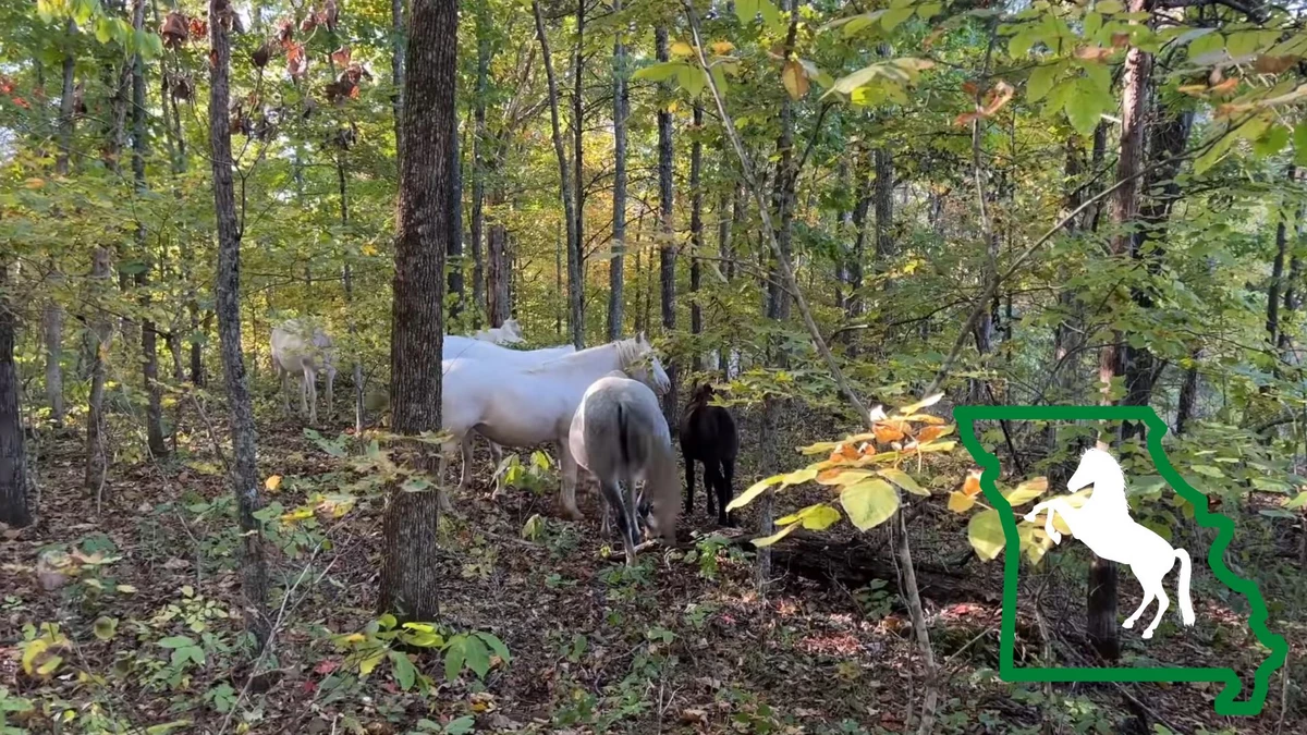  Missouri Hiker Shares Video of Wild Horse Herd in the Woods 