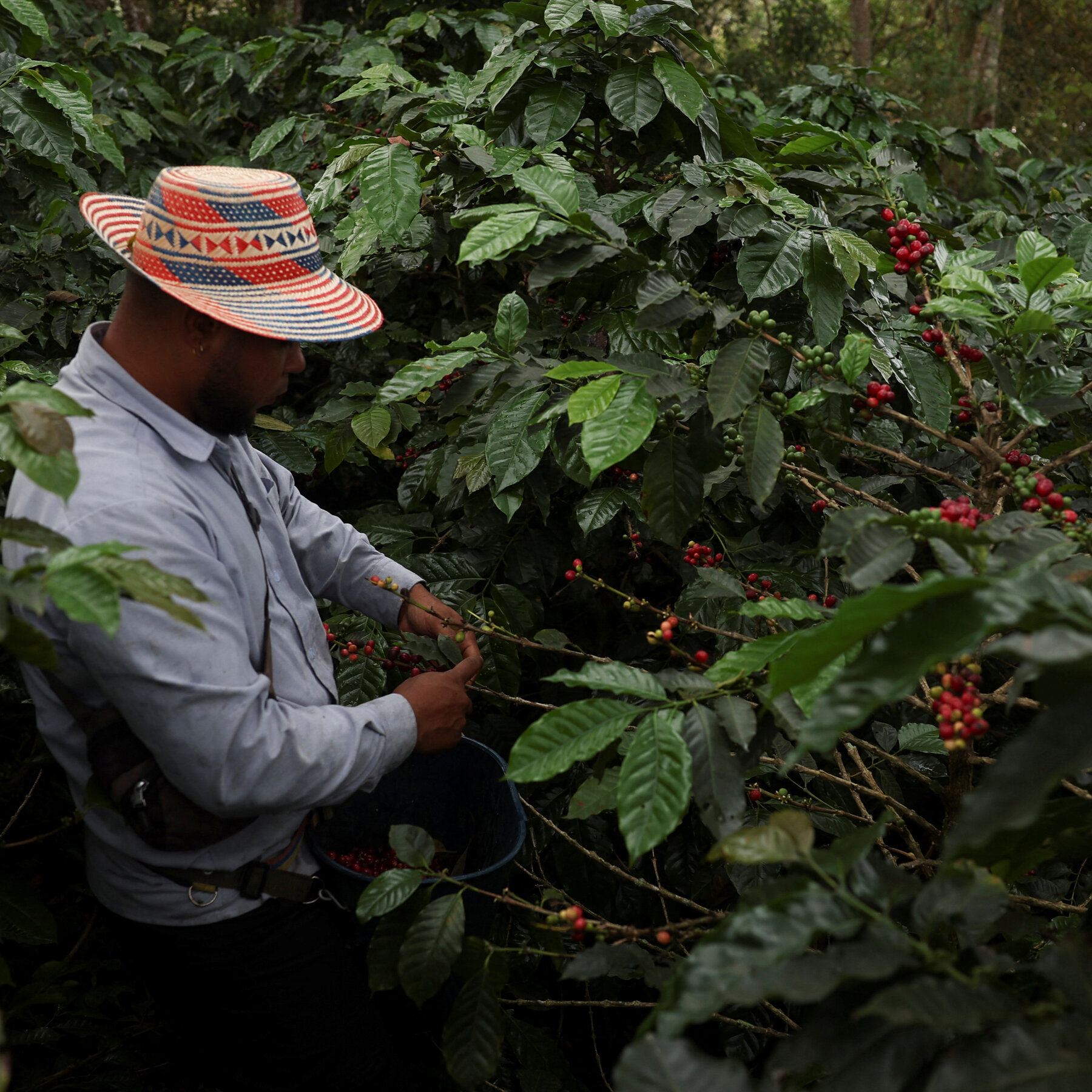  Trump’s Threatened Tariffs on Colombia Put Trade in Oil, Coffee and Flowers at Risk 