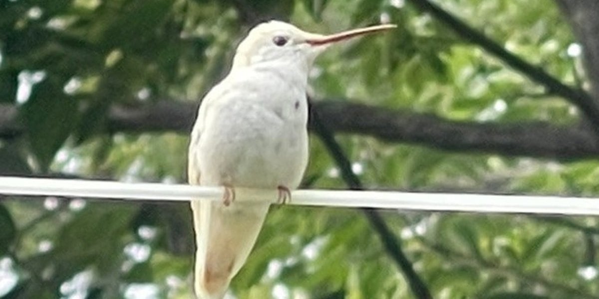  Rare, white hummingbird spotted in Carmi yard 
