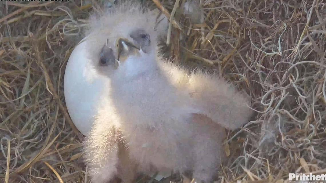  Eaglet recently hatched on Florida eagle cam 'suddenly' passes away 