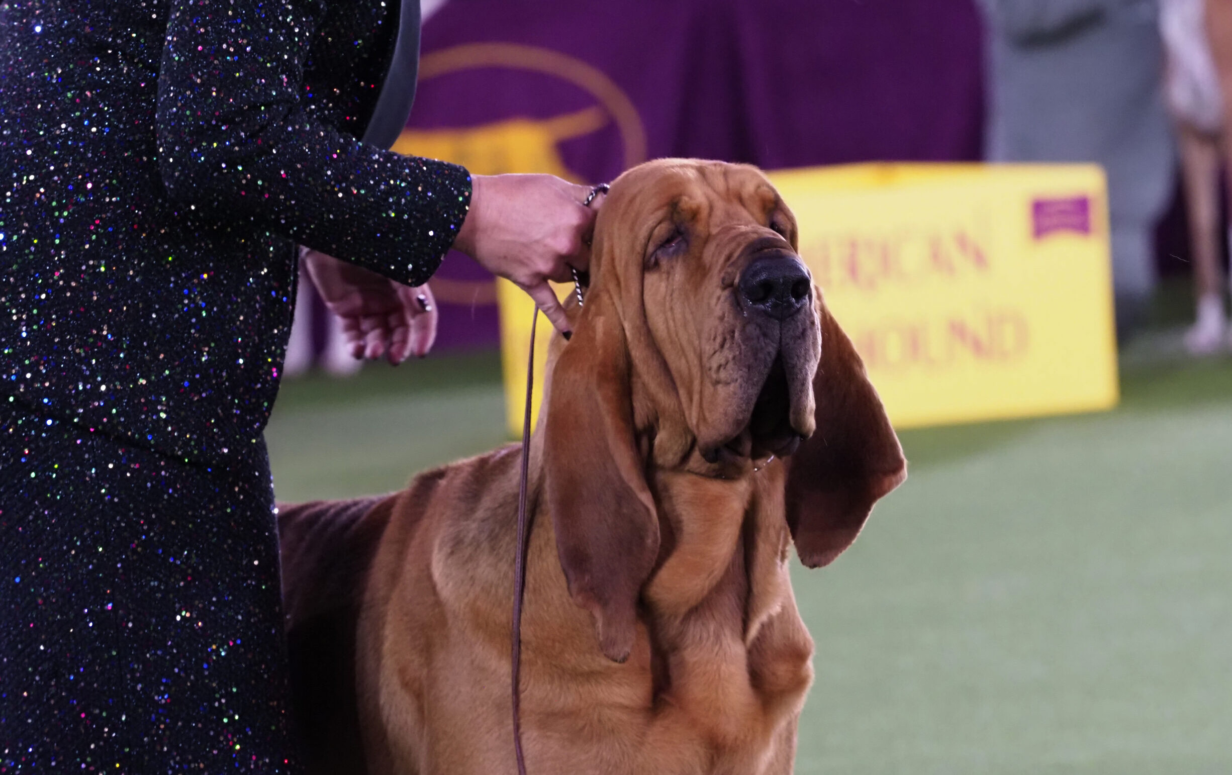  A Bloodhound from St. Joseph wins at the Westminster Kennel Club Dog Show 