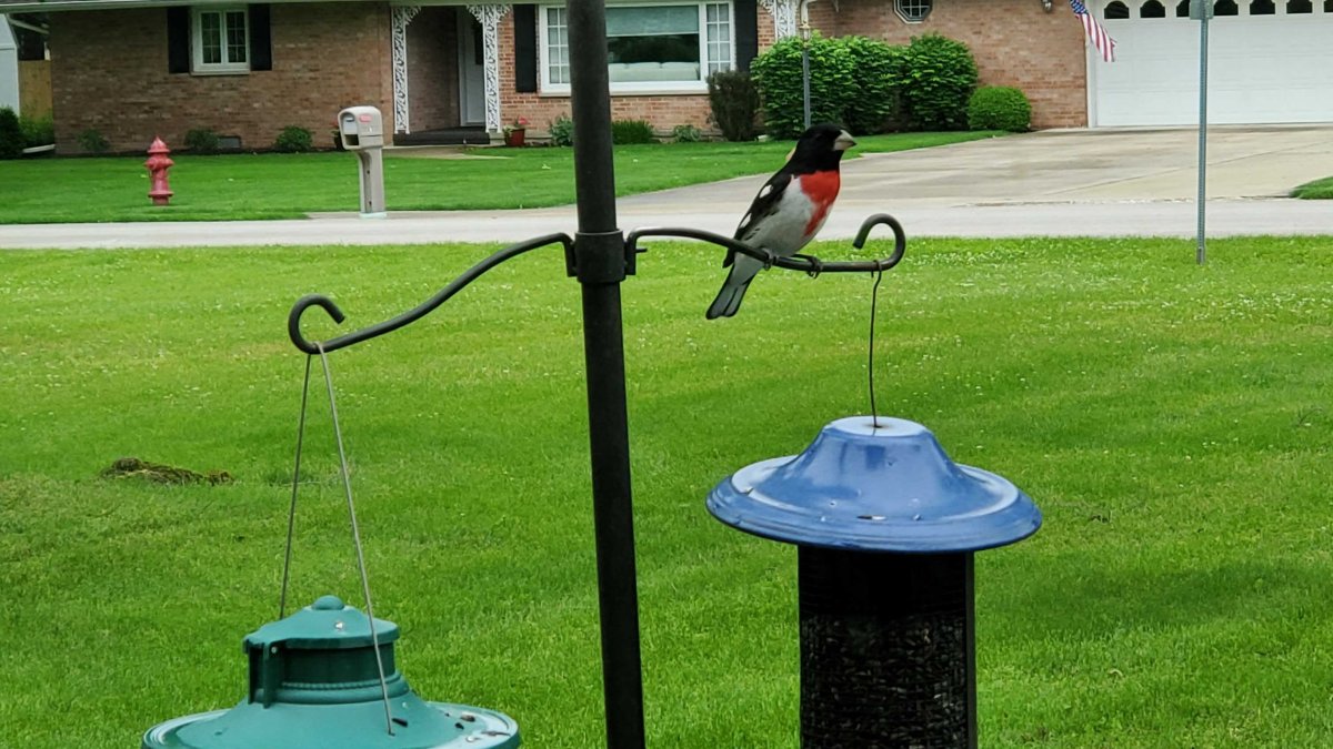   
																Illinois Residents Can Resume Use of Bird Feeders, Baths After Officials Urged a Stop Due to Avian Flu 
															 