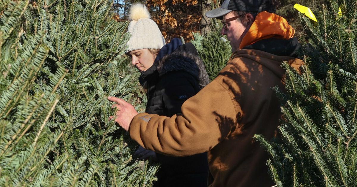   
																Christmas tree farms struggle to meet demand, stay open 
															 
