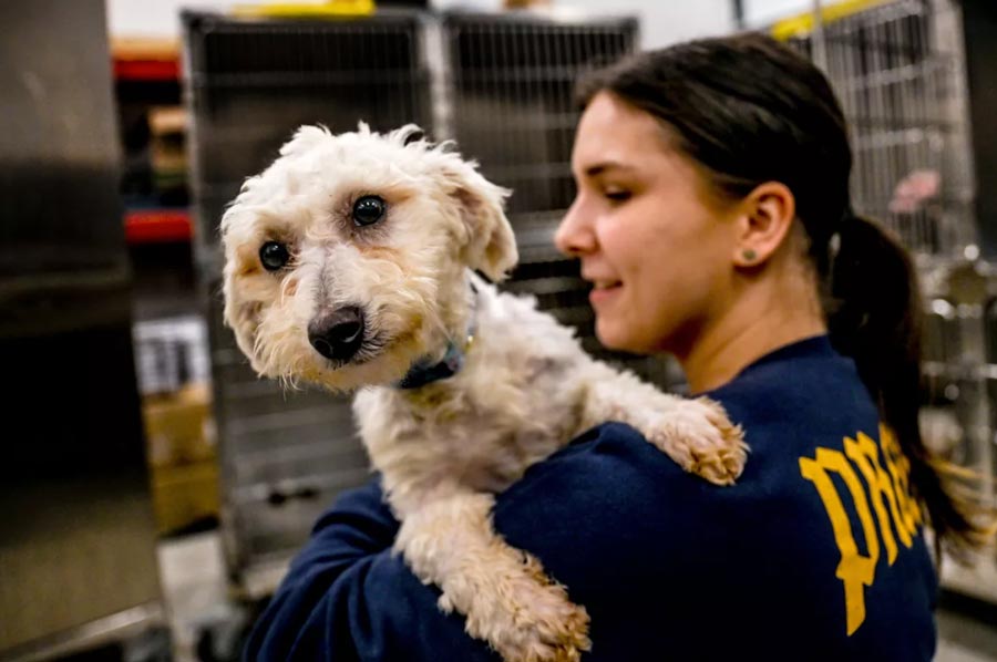  North Idaho animal shelter welcomes dogs from L.A. shelters overflowing with wildfire-displaced pets 