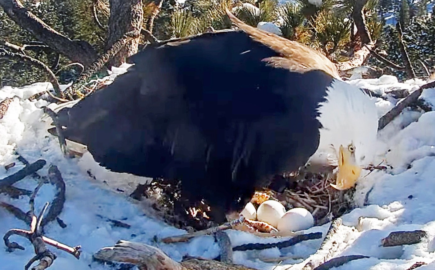  Big Bear bald eagle Jackie delivers 3rd egg of 2025 