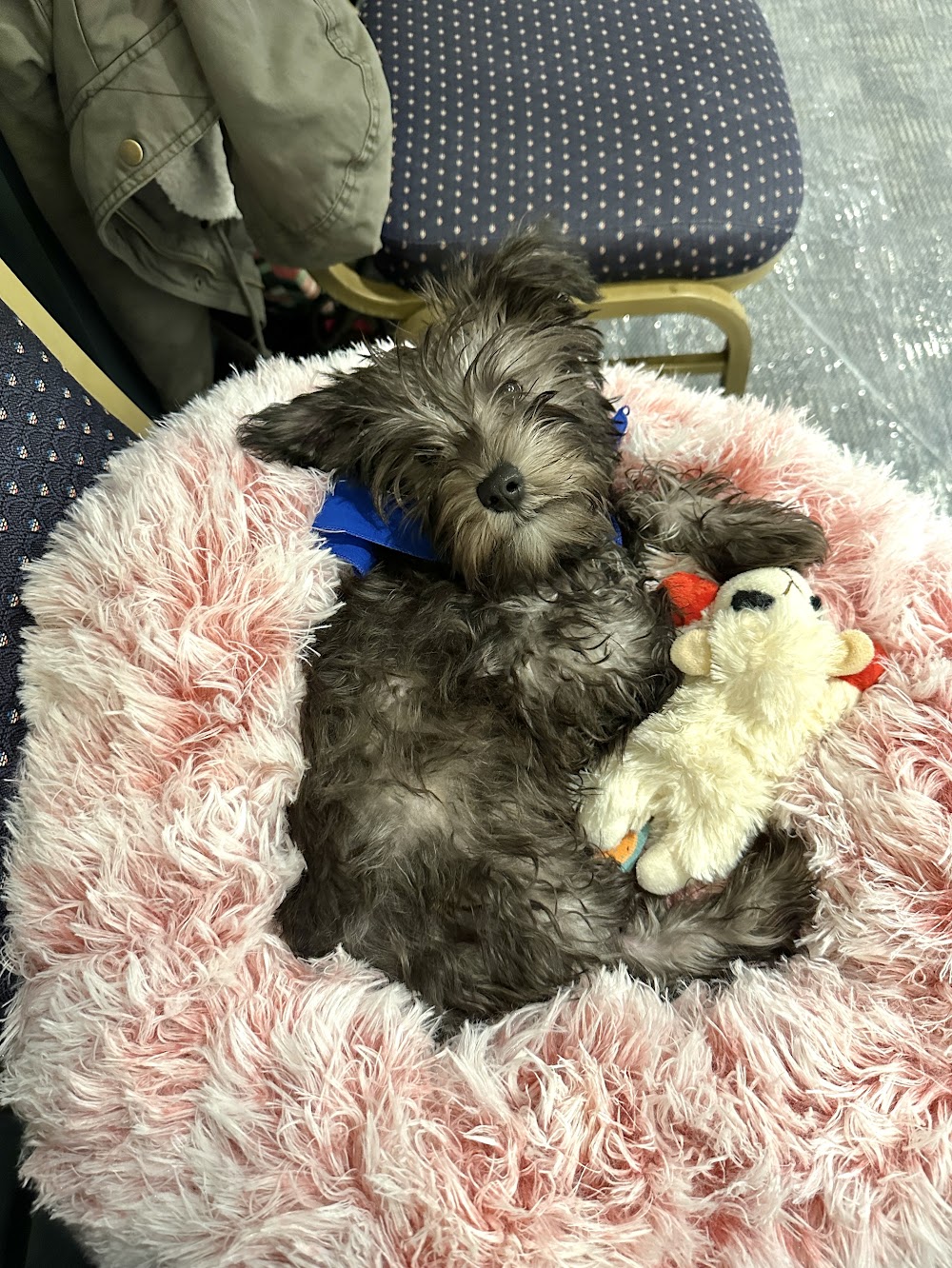   
																Meet Boone: The adorable Chicago rescue pup participating in this year's Puppy Bowl 
															 