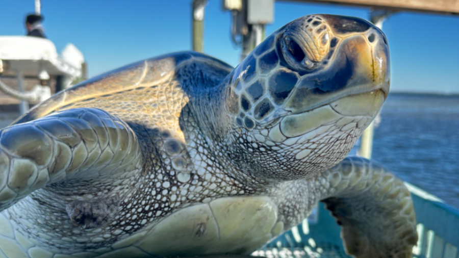  More than 1,200 cold-stunned sea turtles rescued last week along Florida’s northern coast 