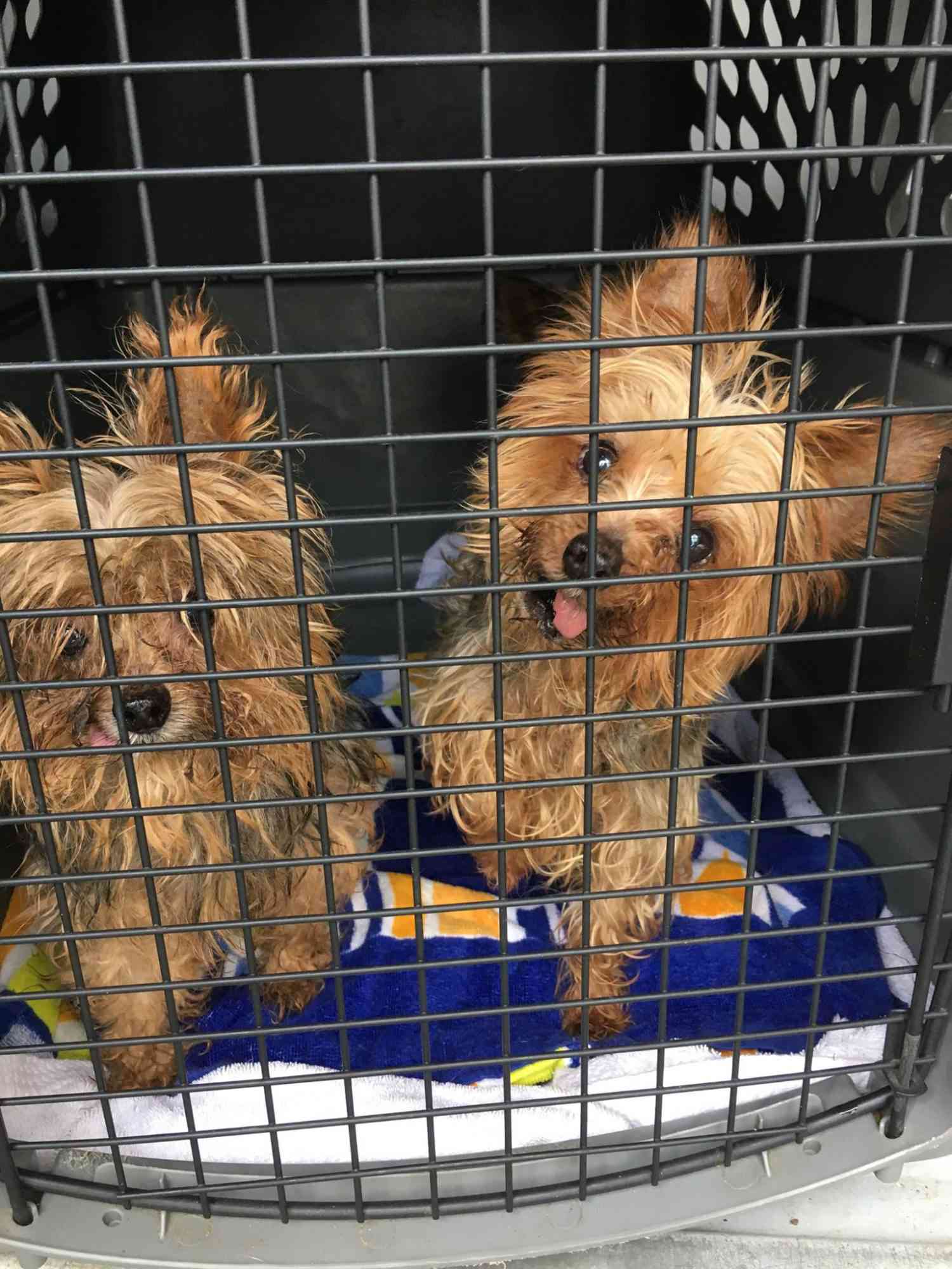  52 Dogs, Including Paralyzed Pups, Rescued from Hoarding Situation in Rural Illinois 