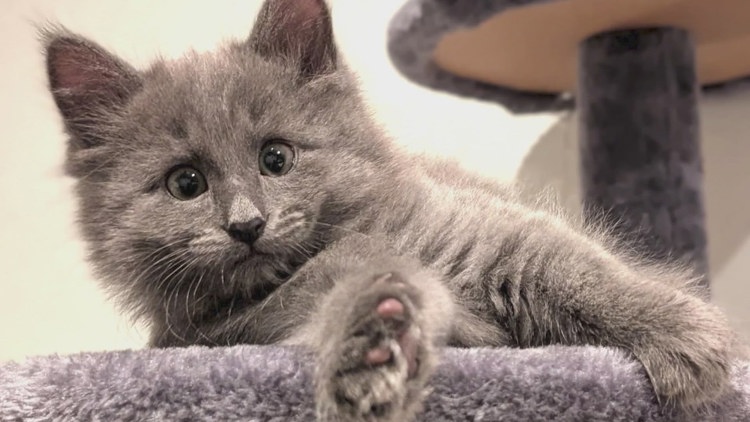  Have you seen this kitten? He was stolen from a Lynnwood adoption room, says a local rescue 