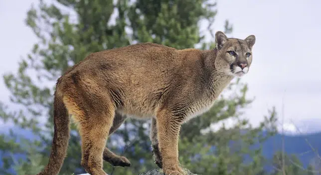  Whiteside County Sheriff and IDNR Advises What to Do if You Come Across Mountain Lion Reportedly Roaming Around Whiteside County 