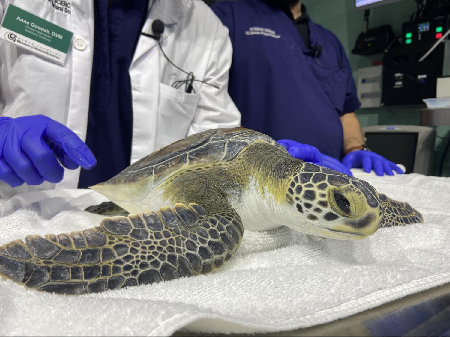  Cold-stunned sea turtles from NC coast brought to Raleigh for treatment 