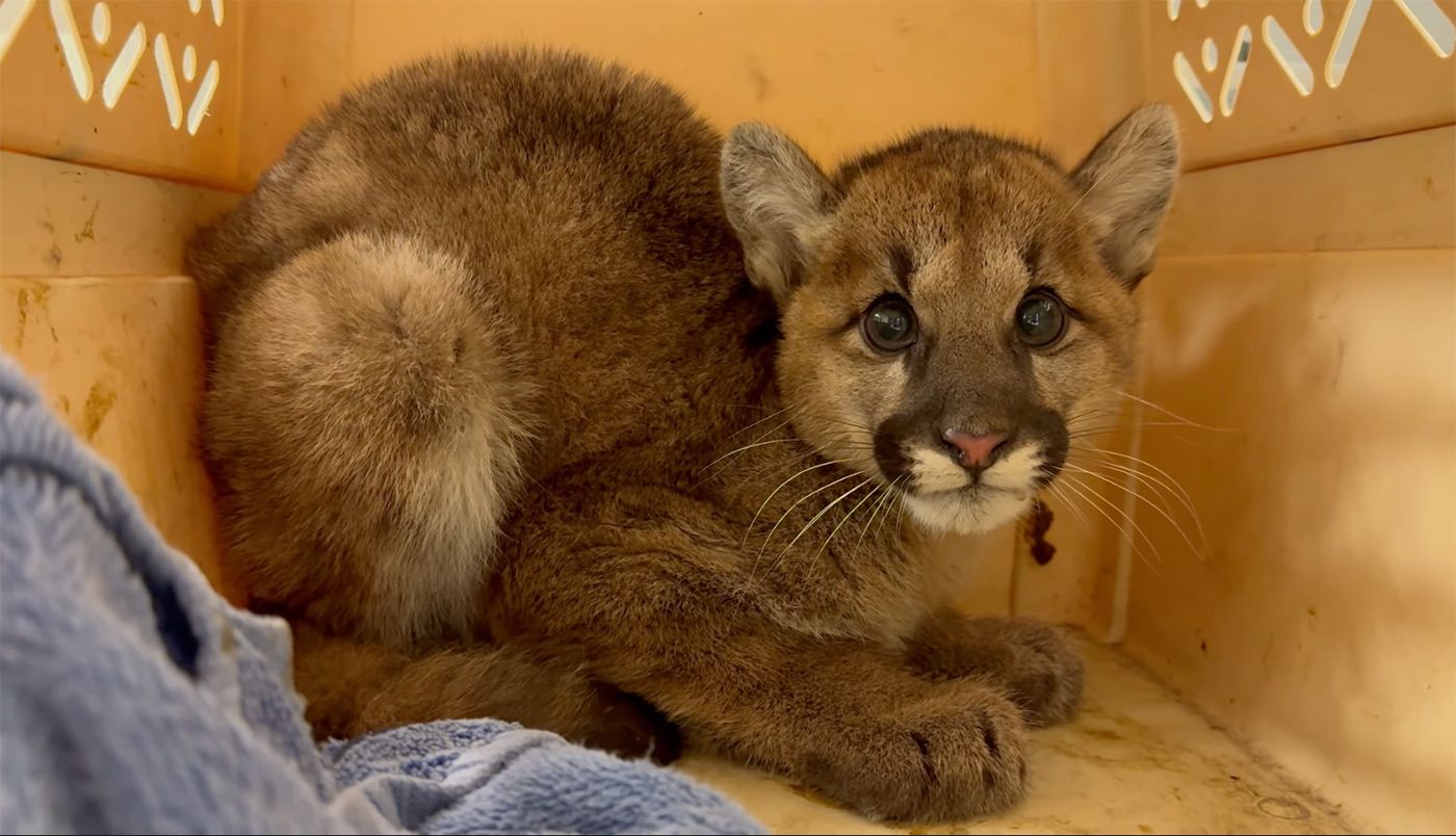  Thursday Morning What's Up: Oakland Zoo Rescues Three Mountain Lion Cubs 