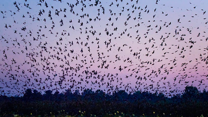  Purple Martins return to Illinois with spring close behind 