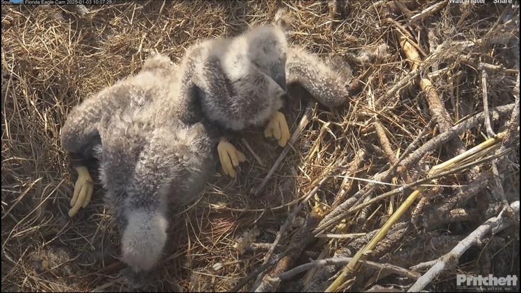  Southwest Florida eaglets that died tested positive for bird flu, animal clinic officials say 