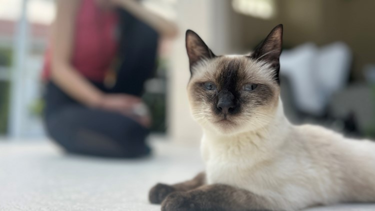  Write your ex's name on a litter box this Valentine's Day for a donation 