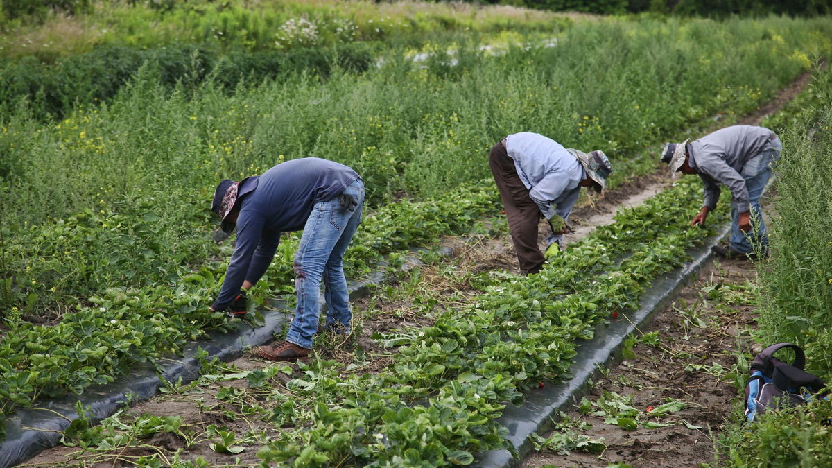  Migrant workers in Canada exposed to ‘shocking abuse and discrimination,’ Amnesty says 