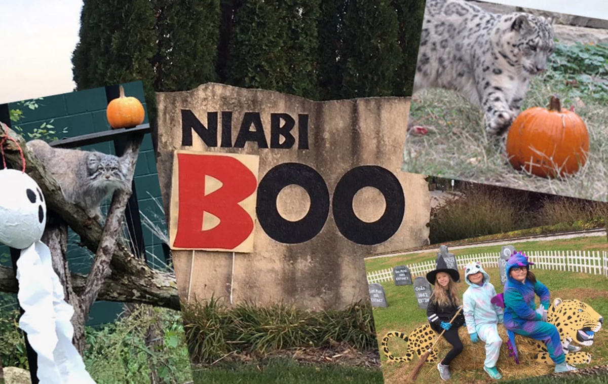  Halloween Fun for Everyone, Niabi Zoo Hosts ‘Boo at the Zoo’ 