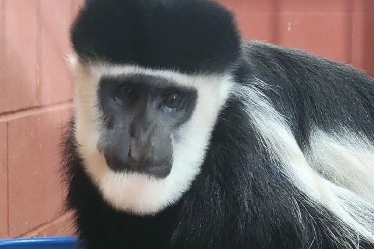  Popular Area Zoo Announces Birth of Baby Monkey & New Exhibit [PHOTO] 