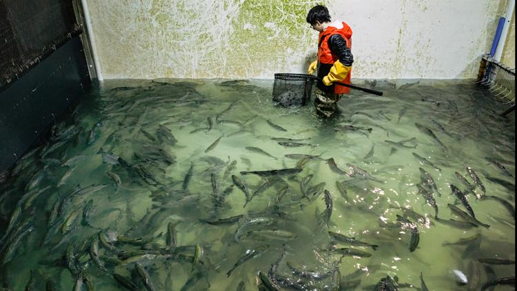  New York food bank was offered more than 40,000 pounds of fresh salmon — but it came with a catch 