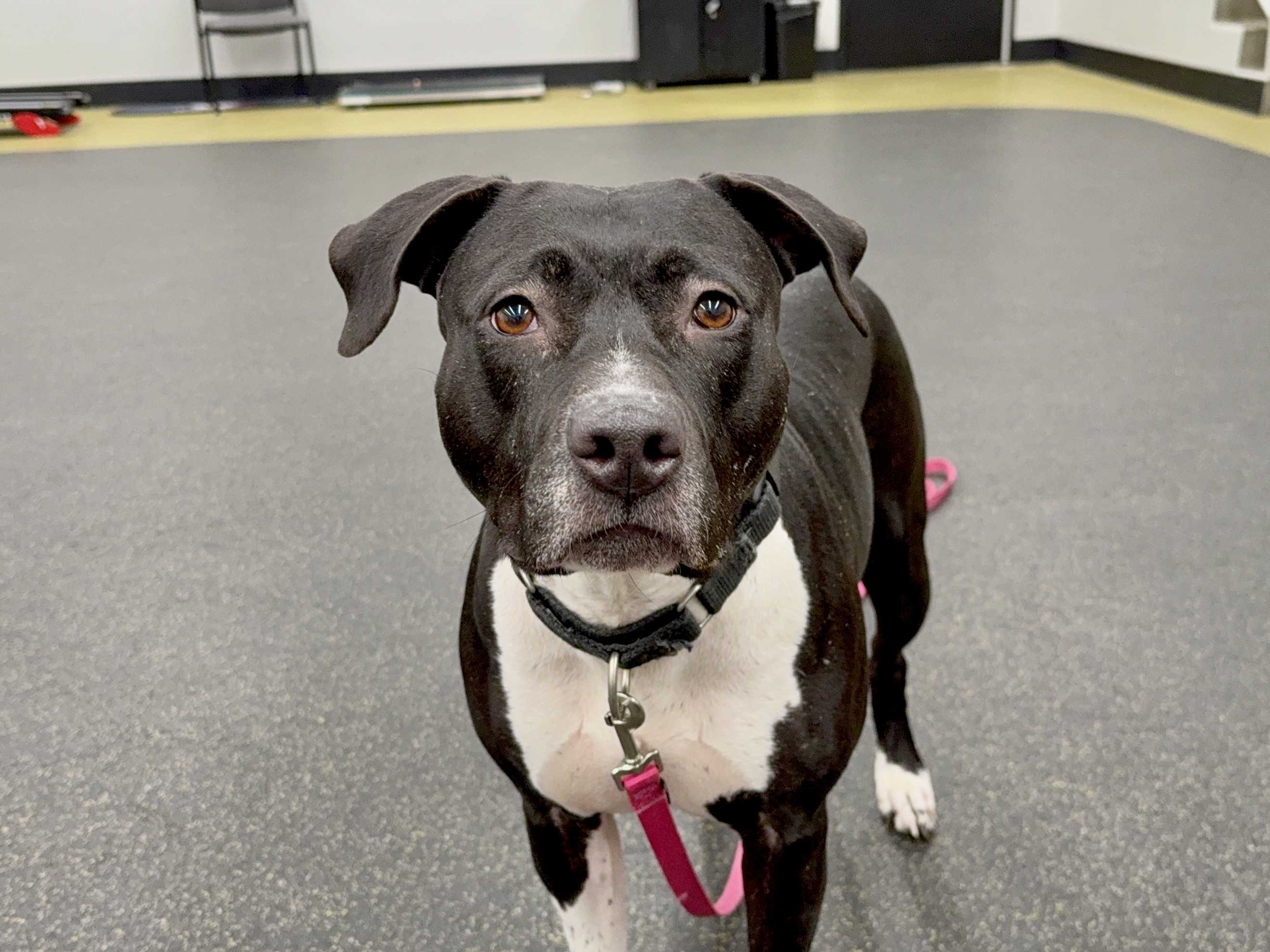  A gentle soul: Meet Lindy, the Nebraska Humane Society's pet of the week 