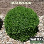  Winter Gem Boxwood: Watters Plant of the Week 