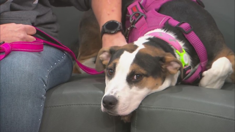  Delaney is 'the sweetest' and needs a forever home 