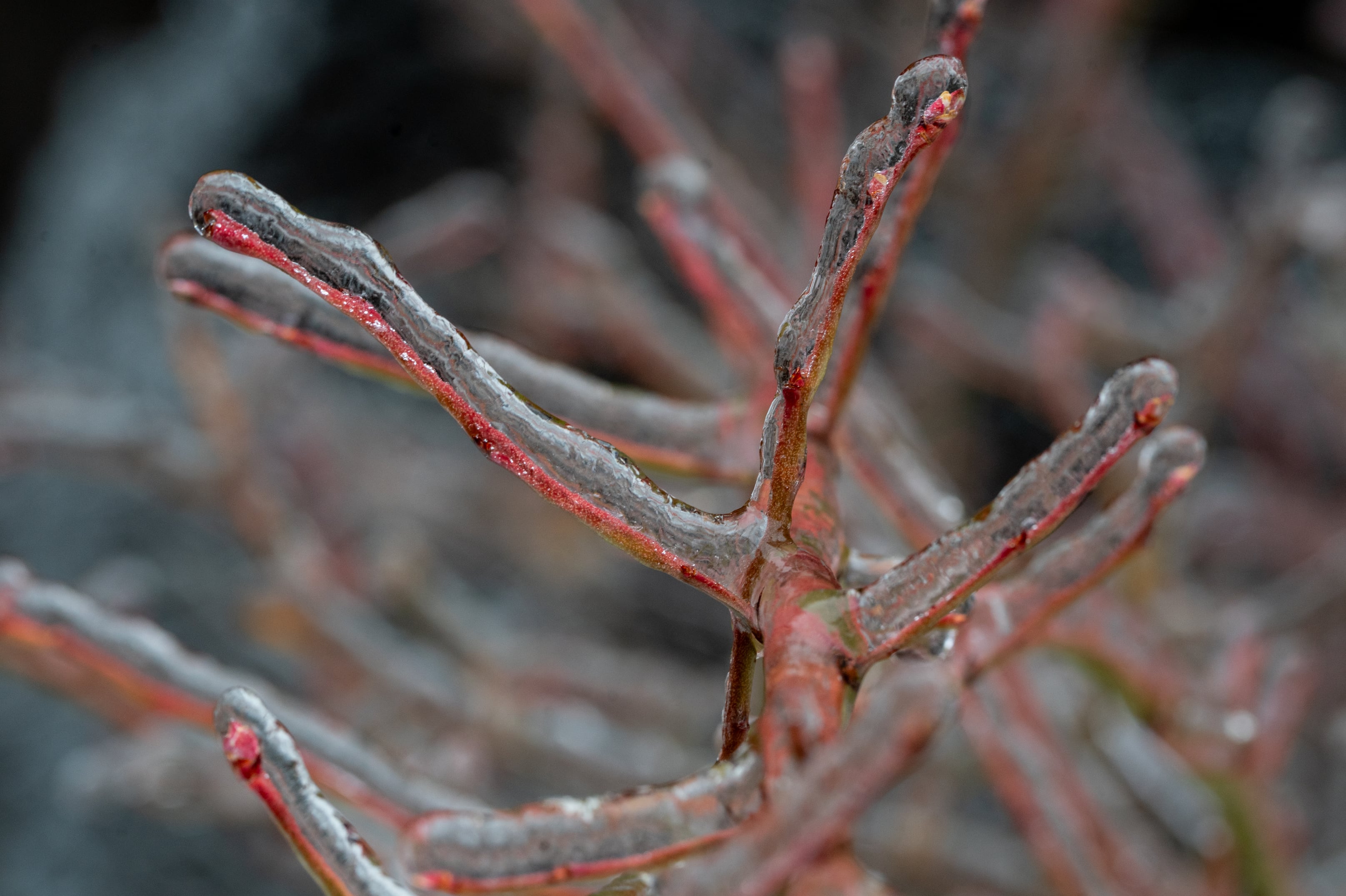  February gardening guide: What to prune, plant and plan in Oregon 