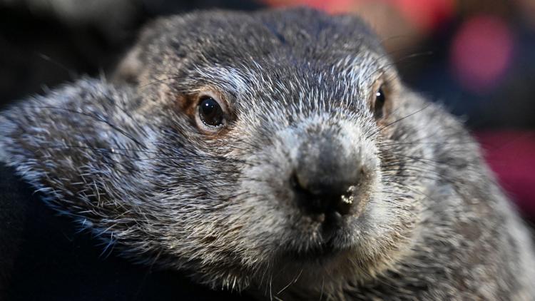  How accurate are Punxsutawney Phil's Groundhog Day predictions? 