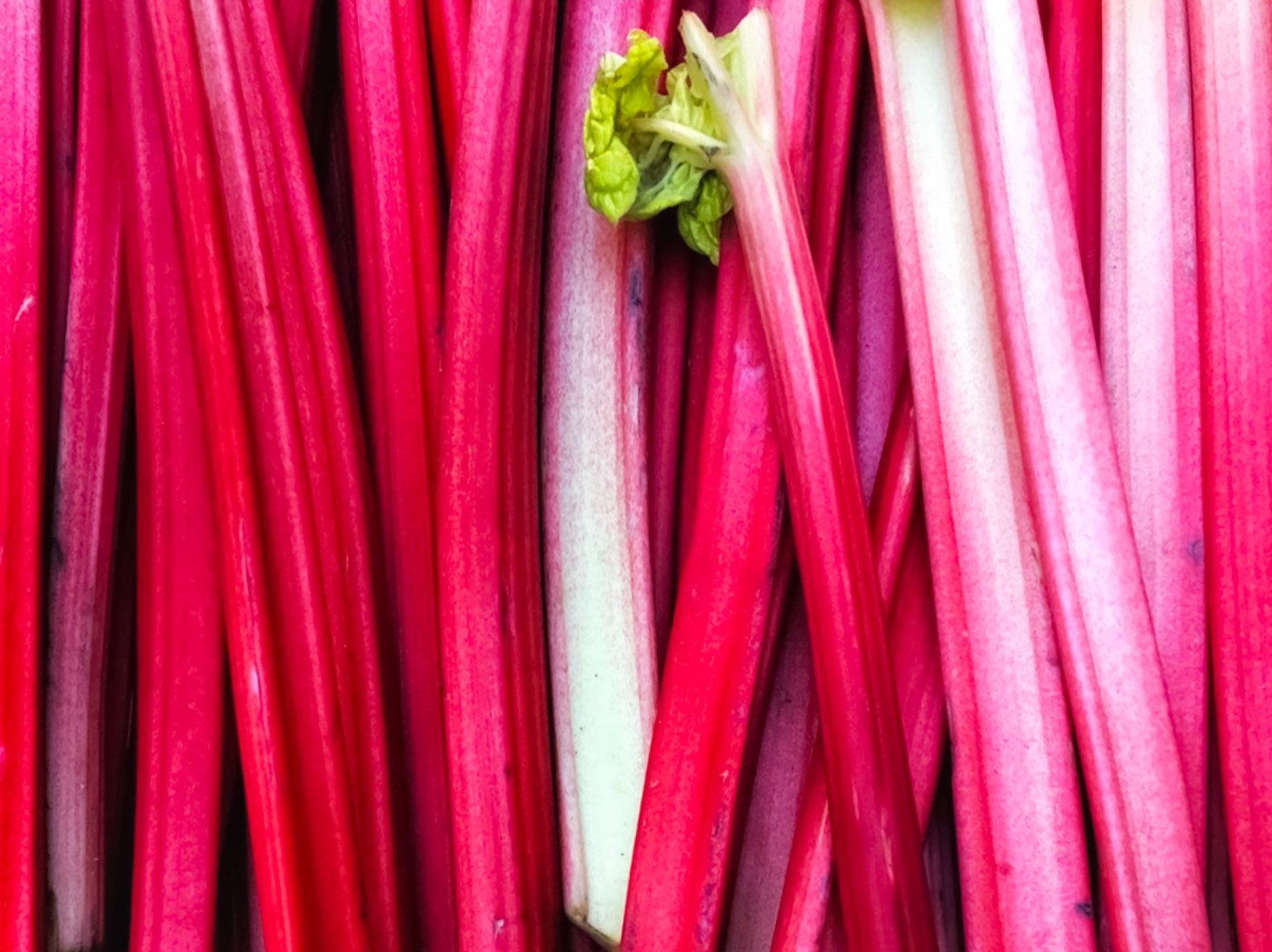  Why rhubarb is making a comeback as a Southern California crop 