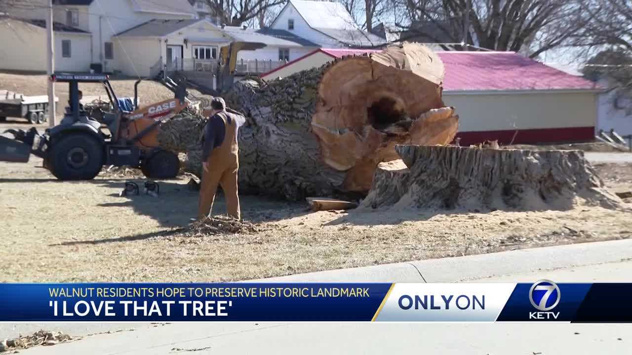  Neighbors lament decision to cut down third largest tree in Iowa 