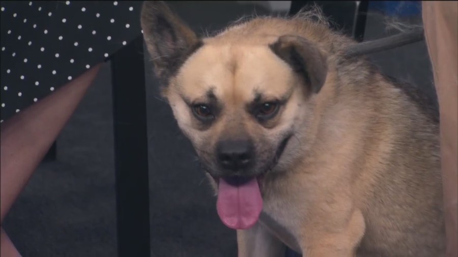  Pet of the Week: Toby 