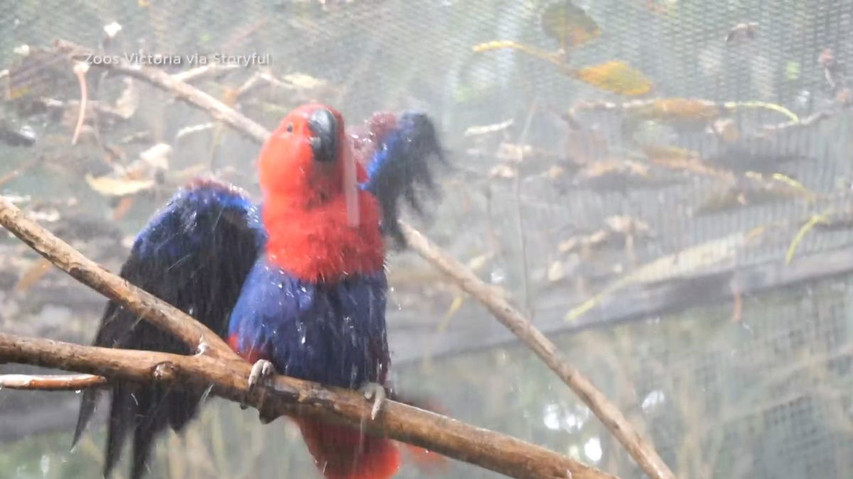  Parrot at the Melbourne Zoo finds a way to beat the summer heat 