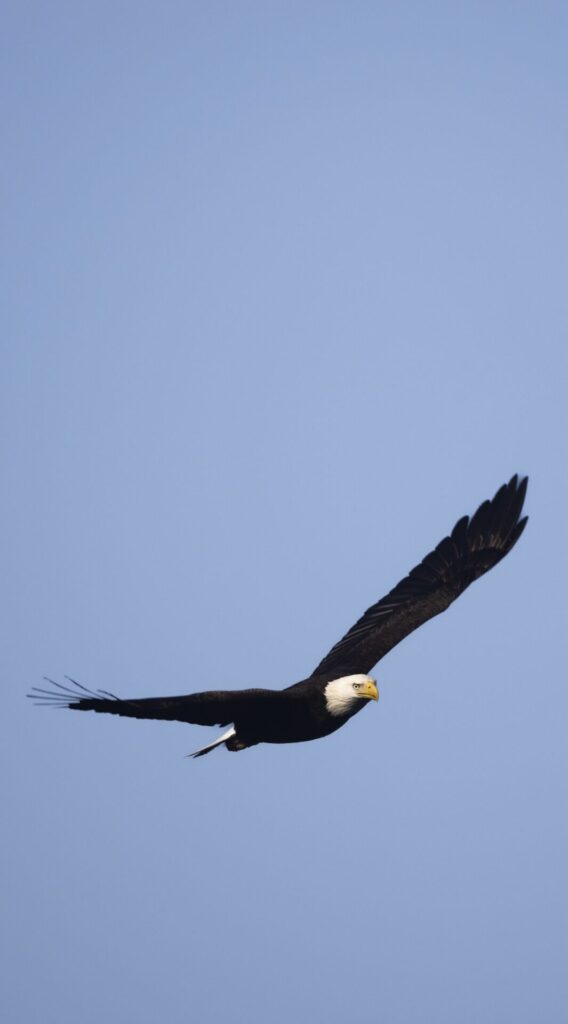  Bald eagle flying above Rodman Reservoir 