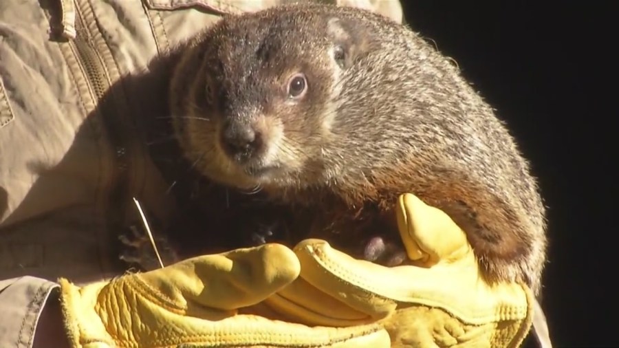  Buffalo Bert predicts 6 more weeks of winter 