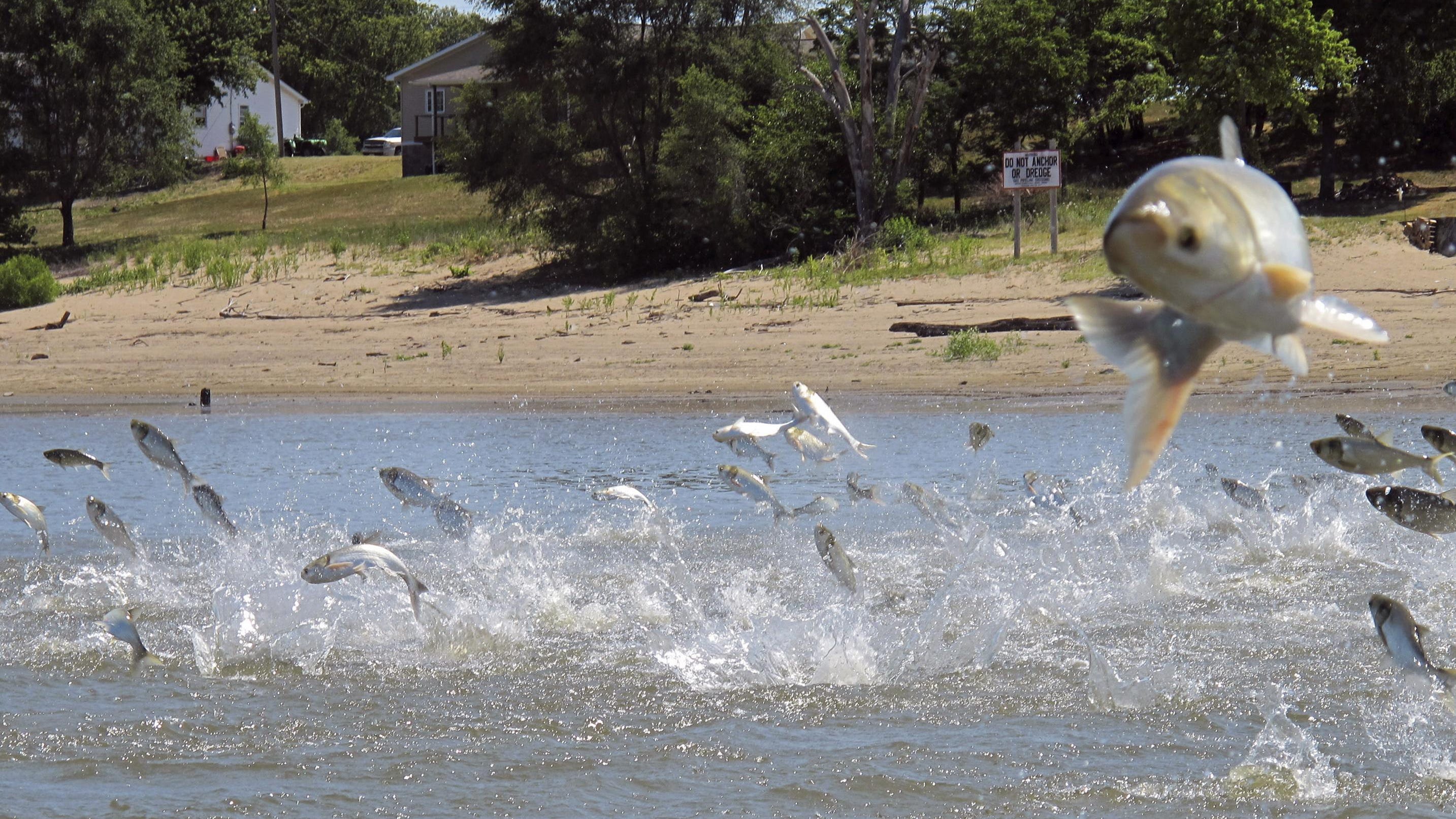  Huge net used to pull Asian carp from Lake Decatur dam 