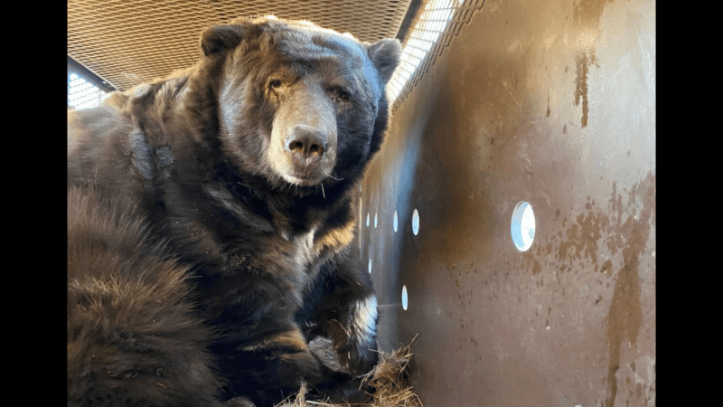  VIDEO: 525-pound bear found hiding under evacuated home after Southern California fire 