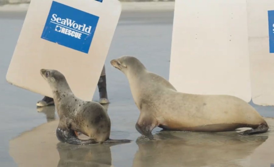  VIDEO: Rescued sea lions released on Camp Pendleton beach 