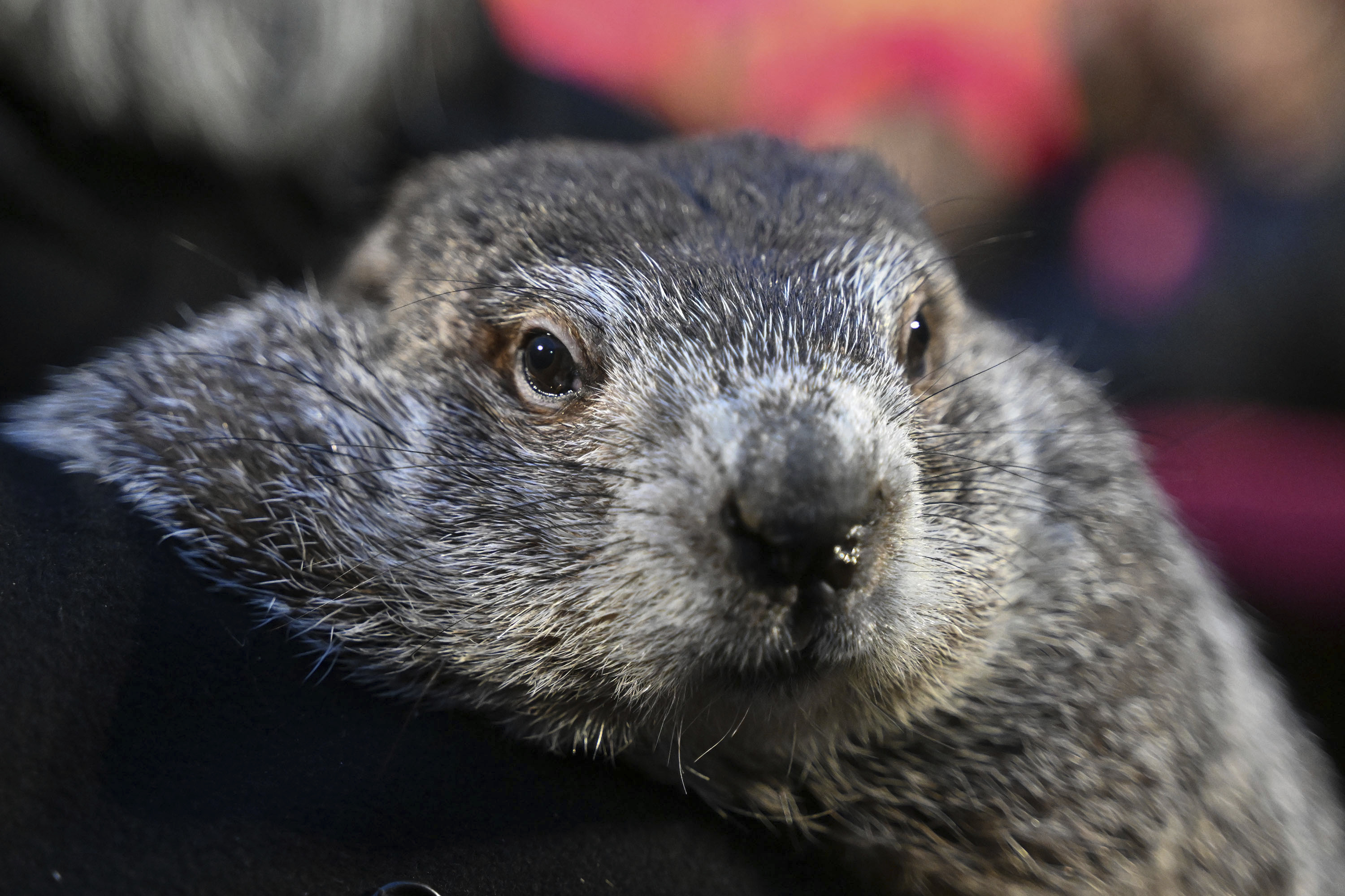  Punxsutawney Phil, Woodstock Willie issue their seasonal predictions for Groundhog Day 