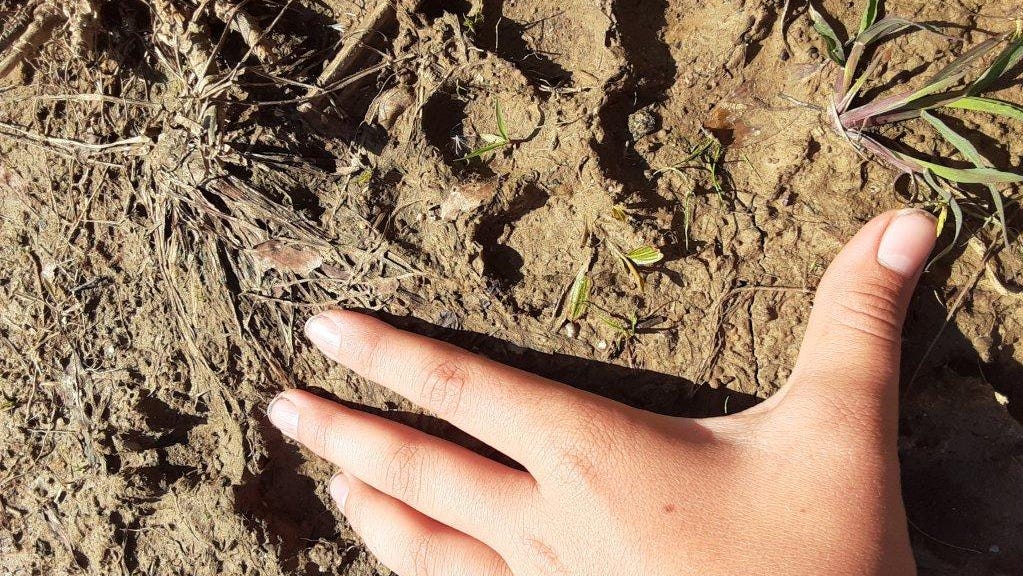  Outdoors: Local young reader finds mountain lion track 