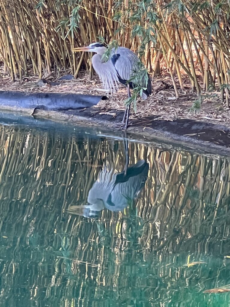  Great blue heron reflecting on water at Sholom Park 