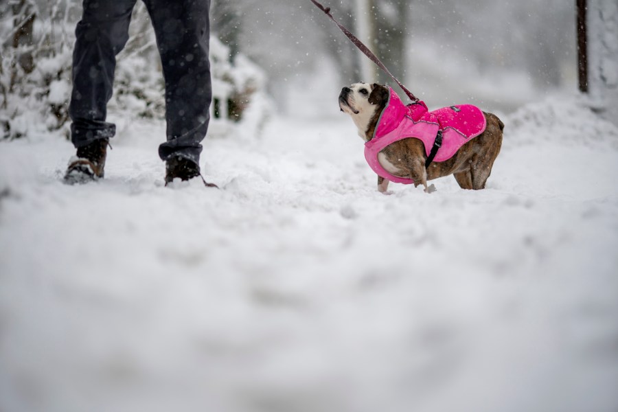  How to keep your dog safe and active during the winter 