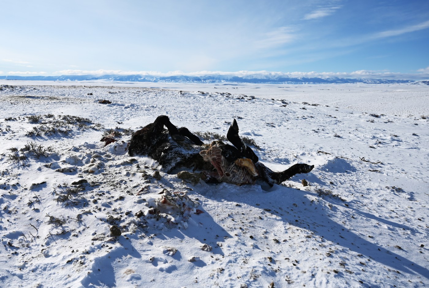  When wolves kill livestock, should Colorado grant ranchers anonymity for compensation claims? 