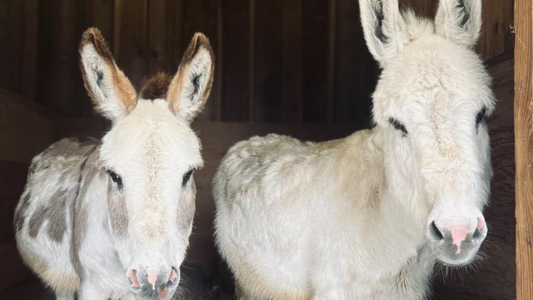  Bellevue police looking for two donkeys believed to be stolen 