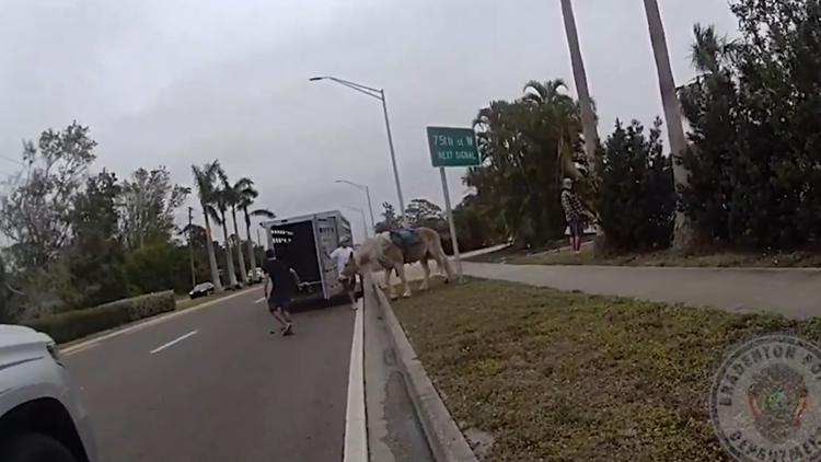  Several riders thrown from horses during tour of Bradenton Beach, police say 