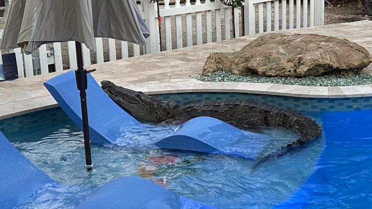  Florida sergeant helps rescue gator from backyard pool in Key Largo 