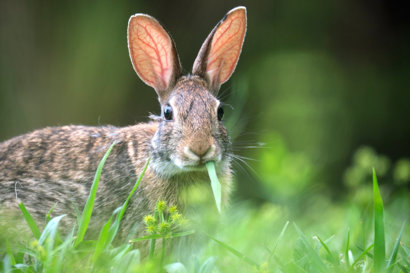  Did the U.S. send rabbits to France after the country accidentally killed off its bunny population? 