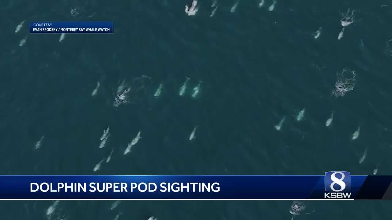  Thousands of Risso's dolphins form mesmerizing super pod in California 