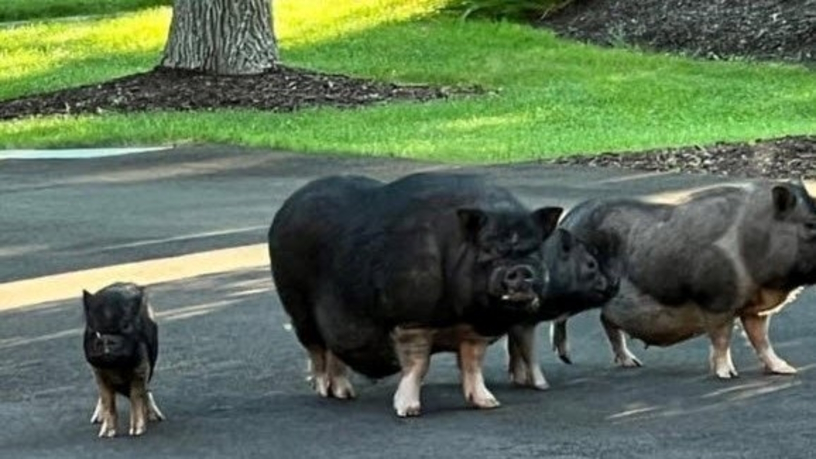   
																Family of pigs spotted roaming in Wayne, Illinois 
															 