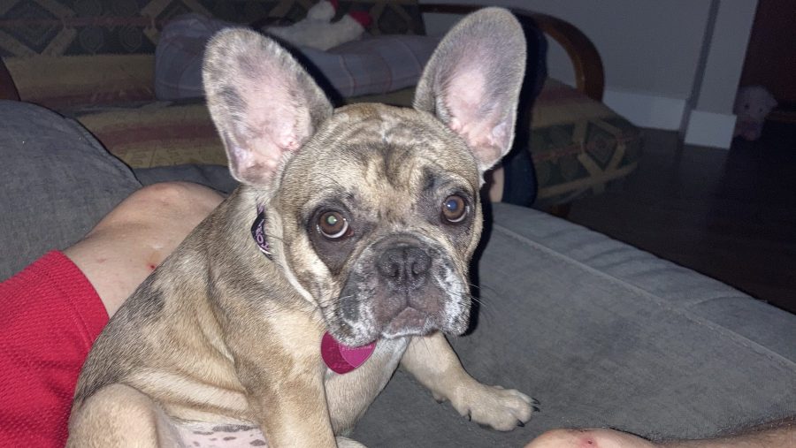  'I just want my dog back': Austin man says he was robbed at gunpoint for French bulldog 